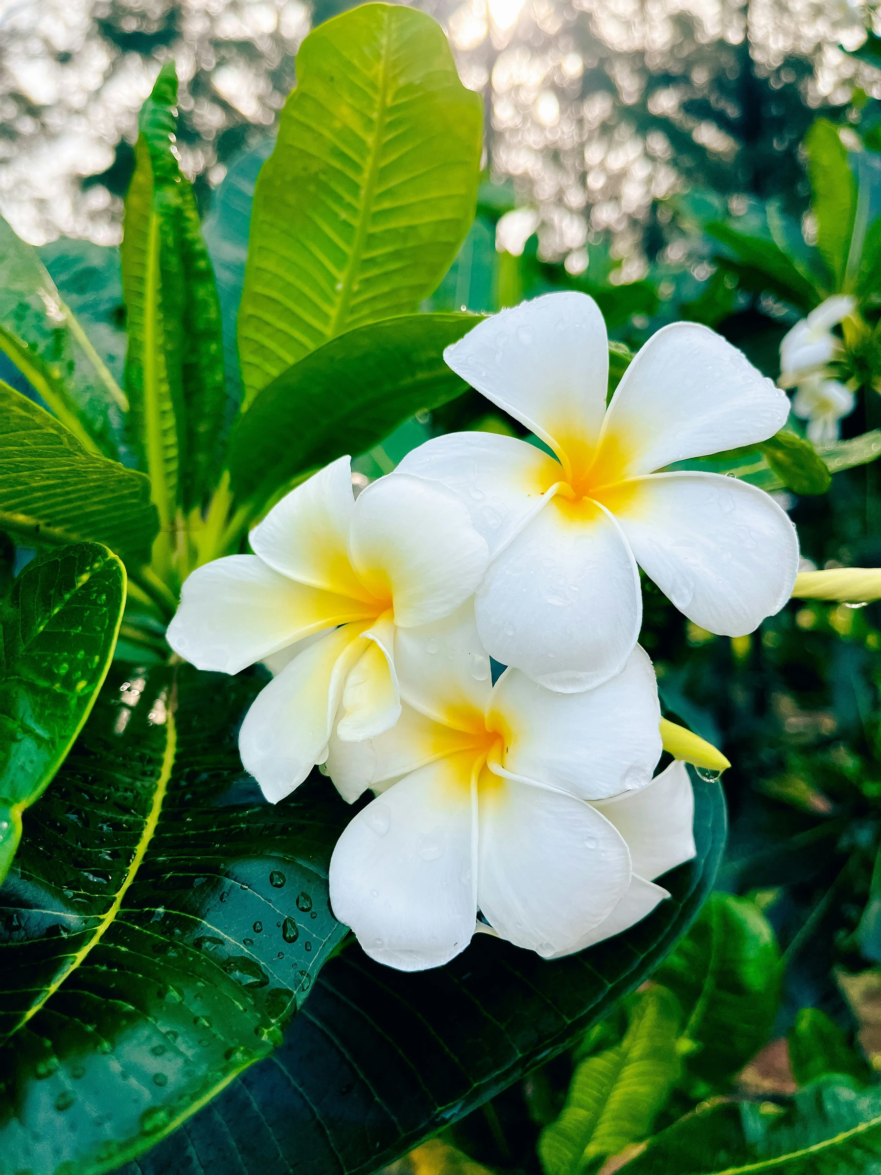 Plumeria flowers, a recurring anam aloha motif