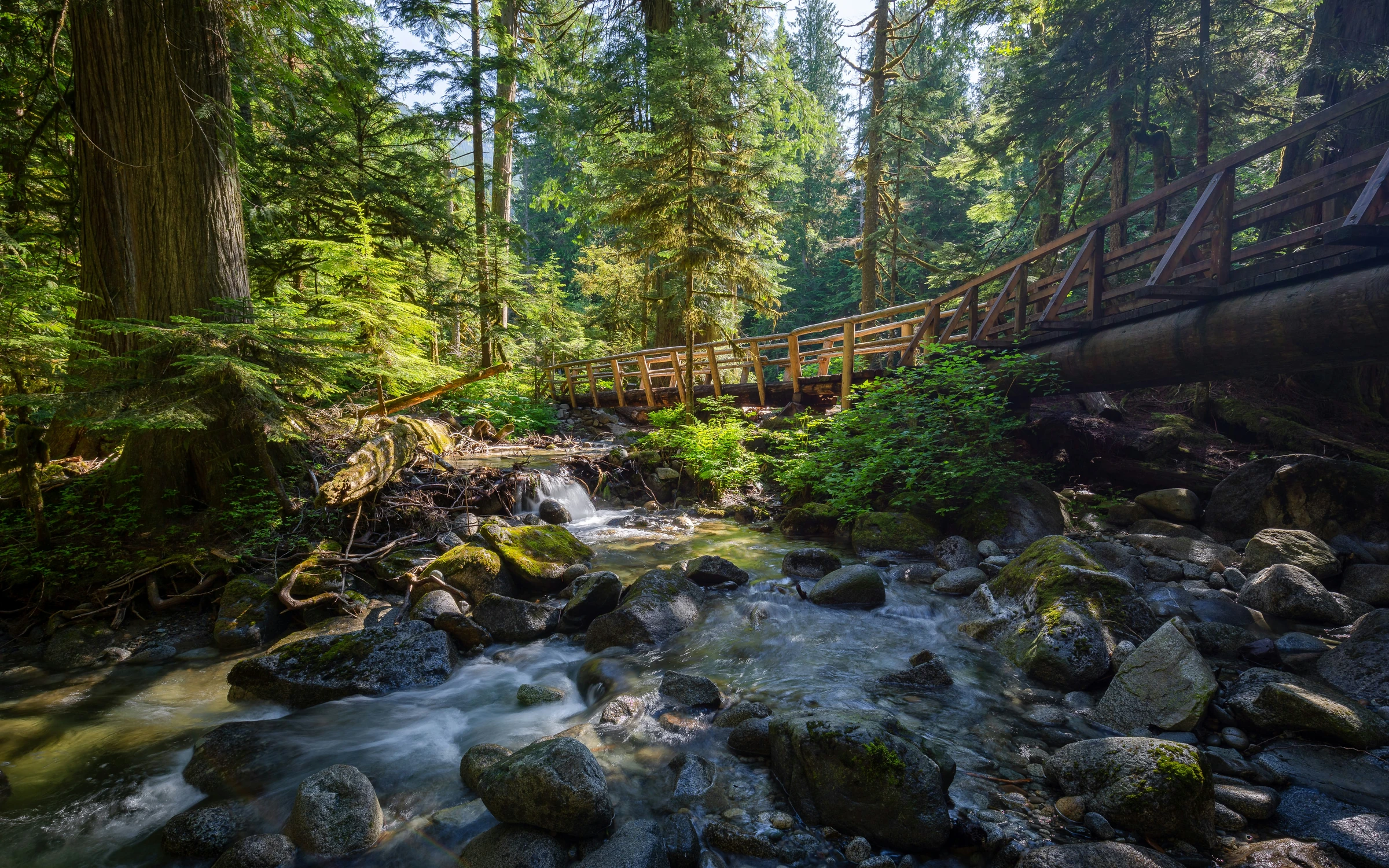Wooden footbridge over a mossy forest creek