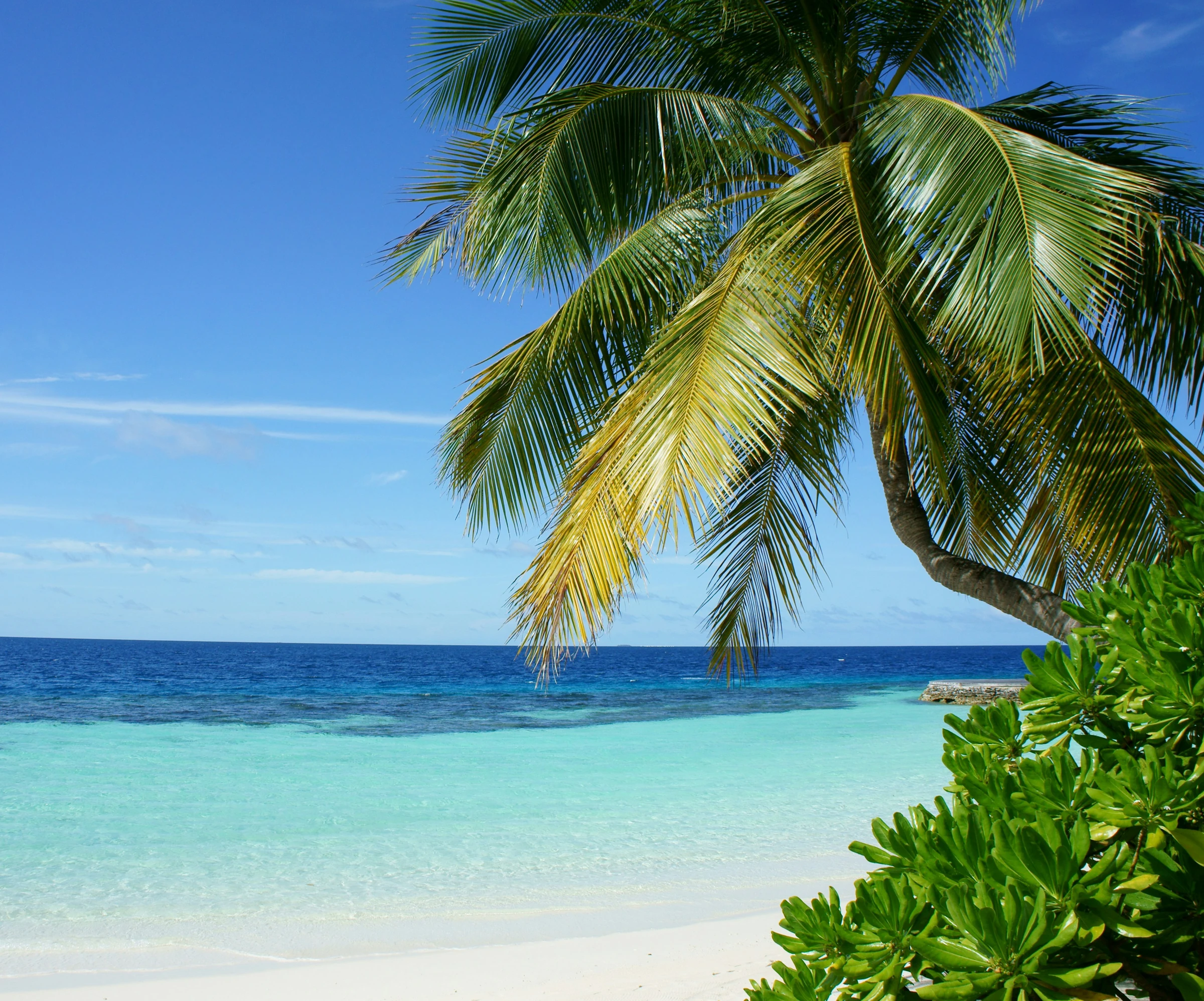Palm leaves over a turquoise Hawaiian shoreline