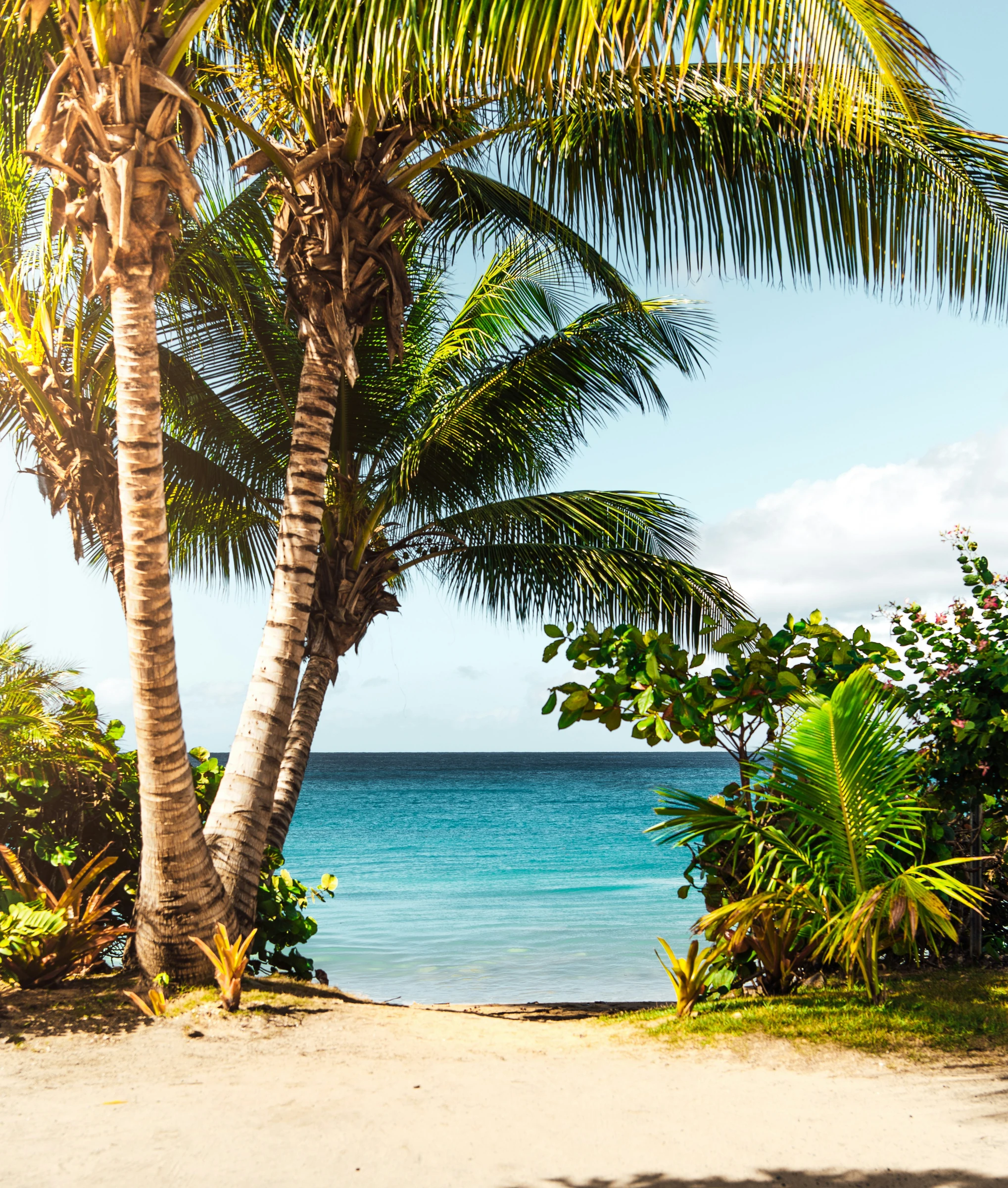 Palm trees framing the ocean at golden hour