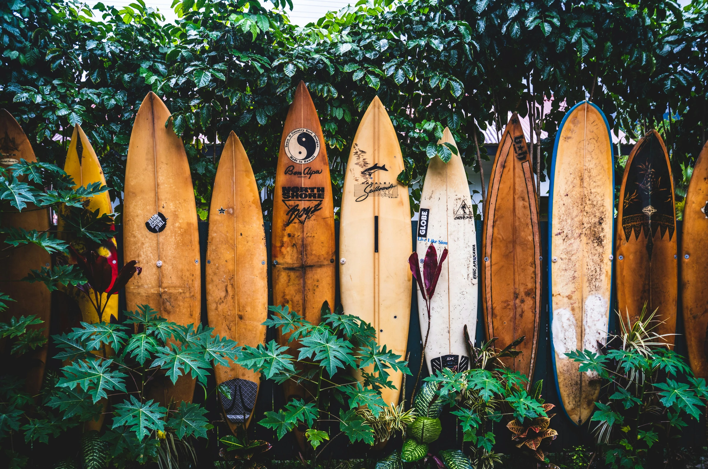 Weathered vintage surfboards resting against a fence in tropical foliage