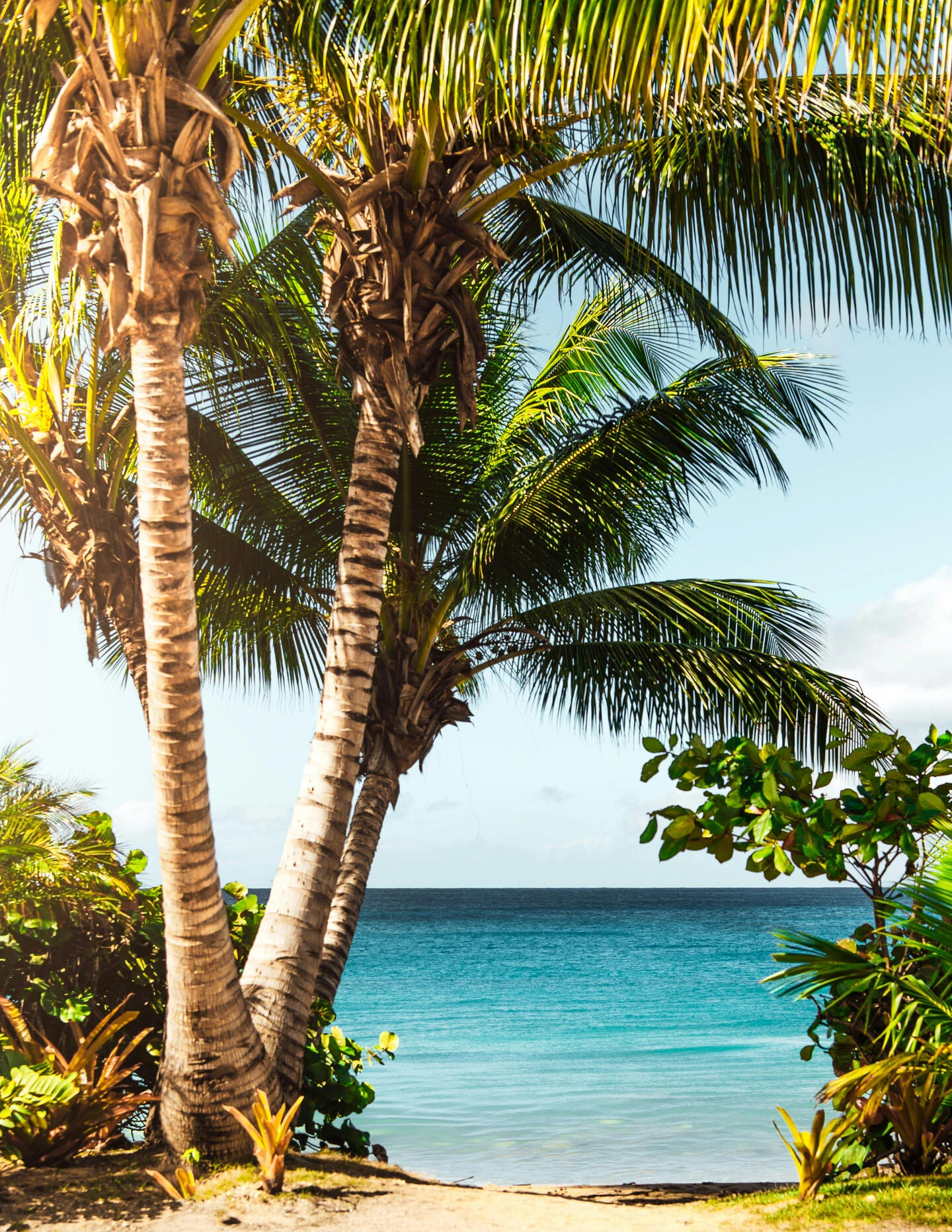 E Ho Mai: weathered surfboards resting in tropical foliage